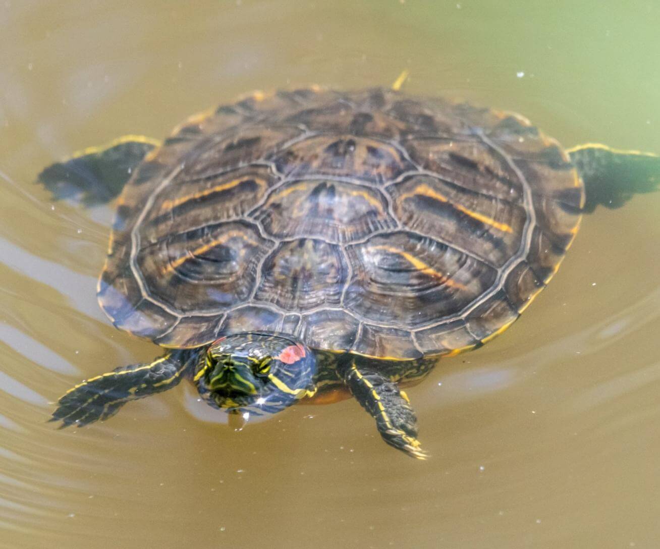 Tortues de Floride
